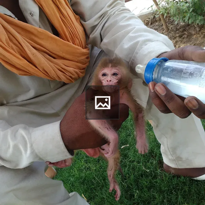 New born monkey with bottle
