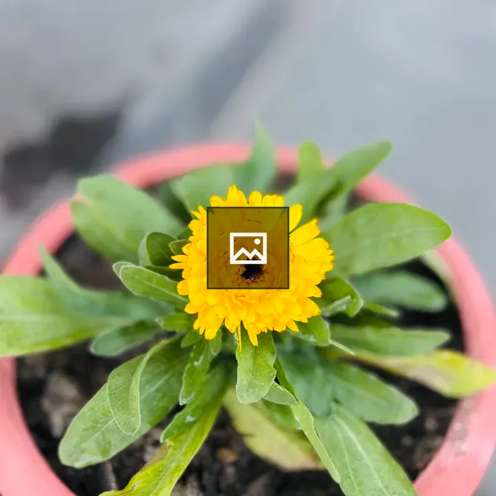 Yellow flower in pink pot