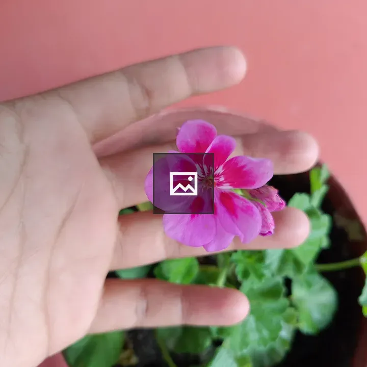 Hand holding vibrant pink flower