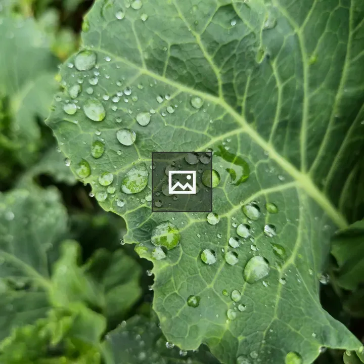 Close-up Kale Leaf with Water Droplets