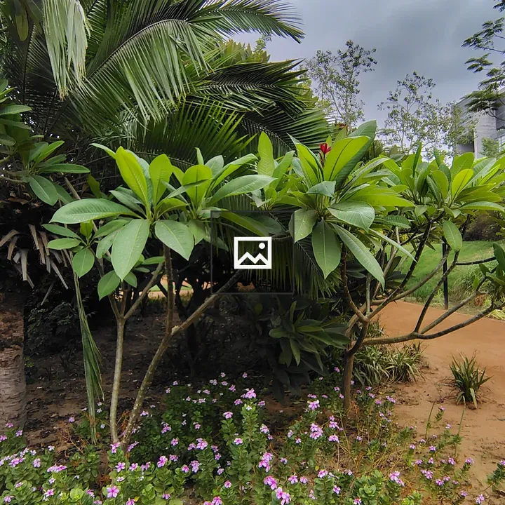 A lush garden scene with foliage