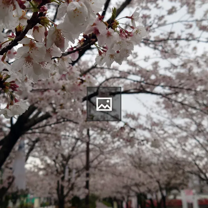 Cherry blossoms on a cloudy day