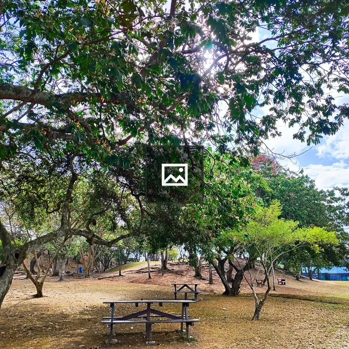 Sunlit park with dappled shade