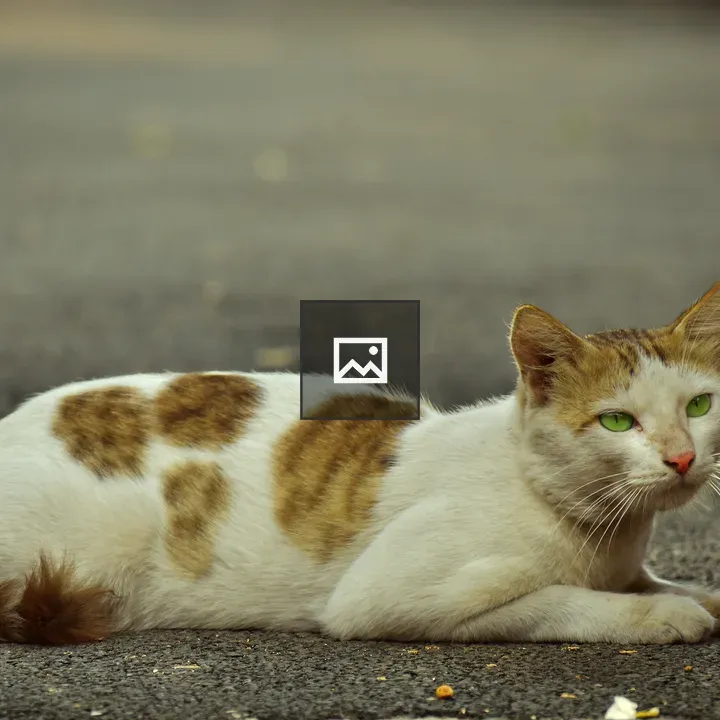 White cat on road