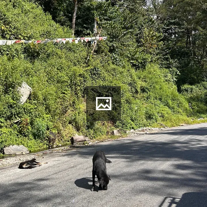 Black Dog on Mountain Road