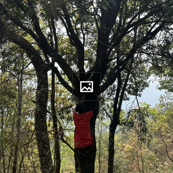 Person Climbing a Tree in Forest