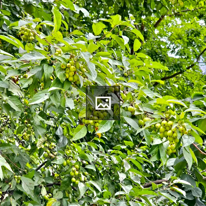 Tender Malus hupehensis fruits