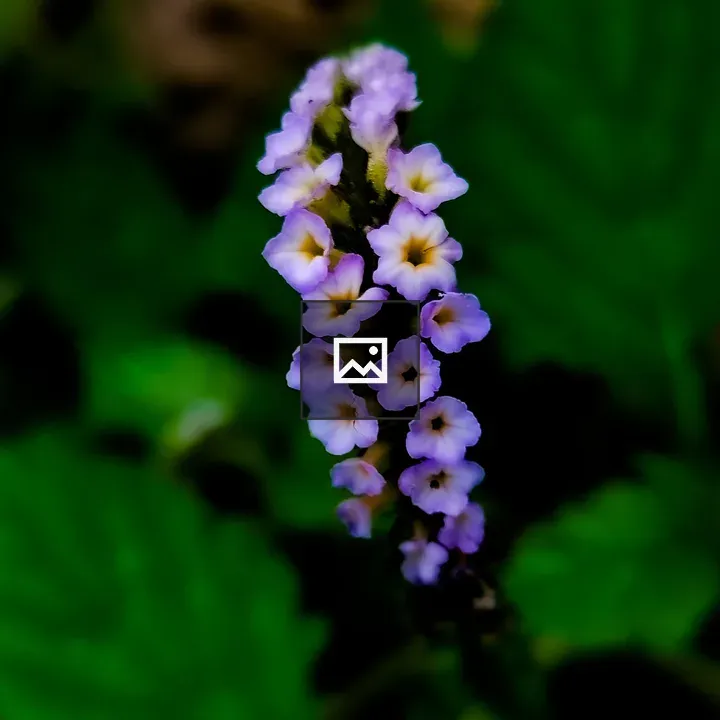 Flower image with green and purple tones