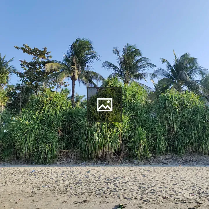 Coconut Trees by Beach on Saint Martin Island