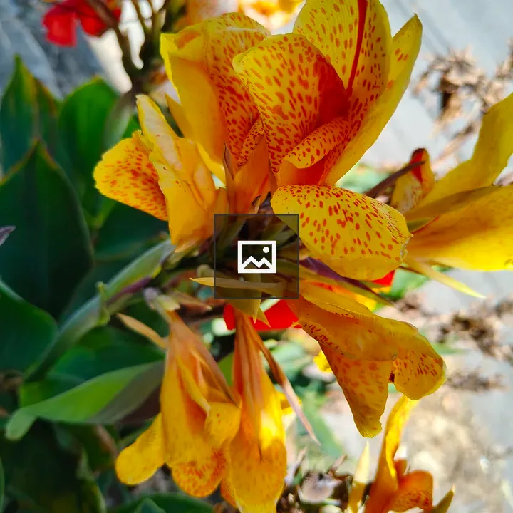 Yellow Petals Close-Up