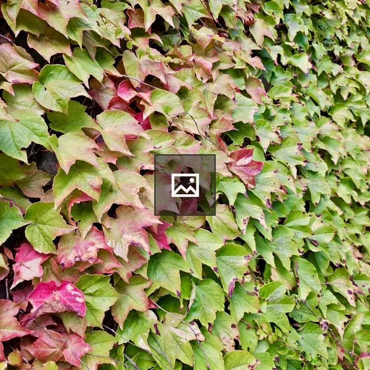 Ivy Leaves Changing Color