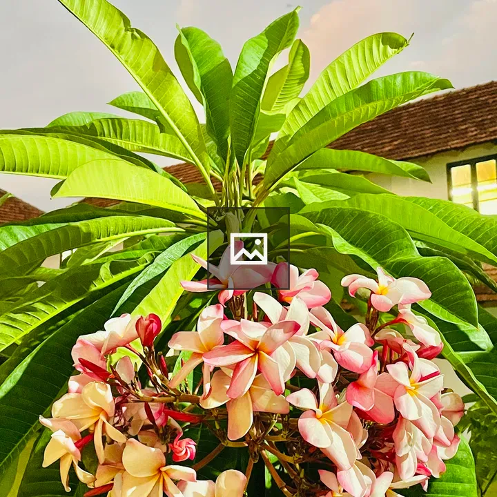 Plumeria Flowers in Evening
