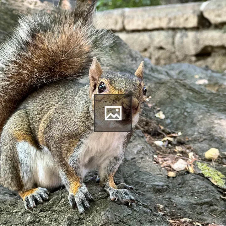 Grey squirrel on tree root