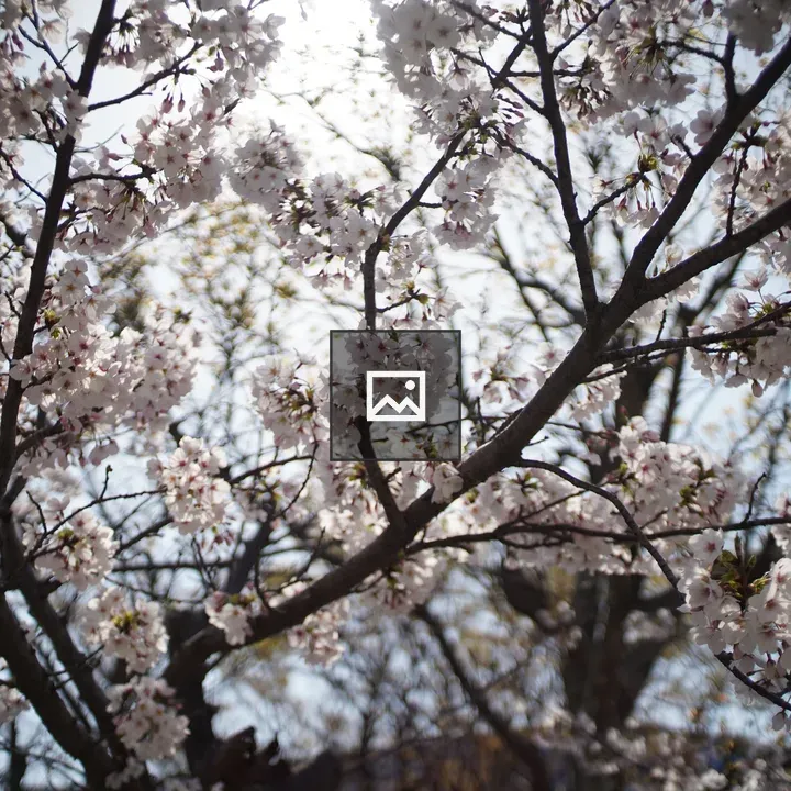 Cherry blossom branches from below