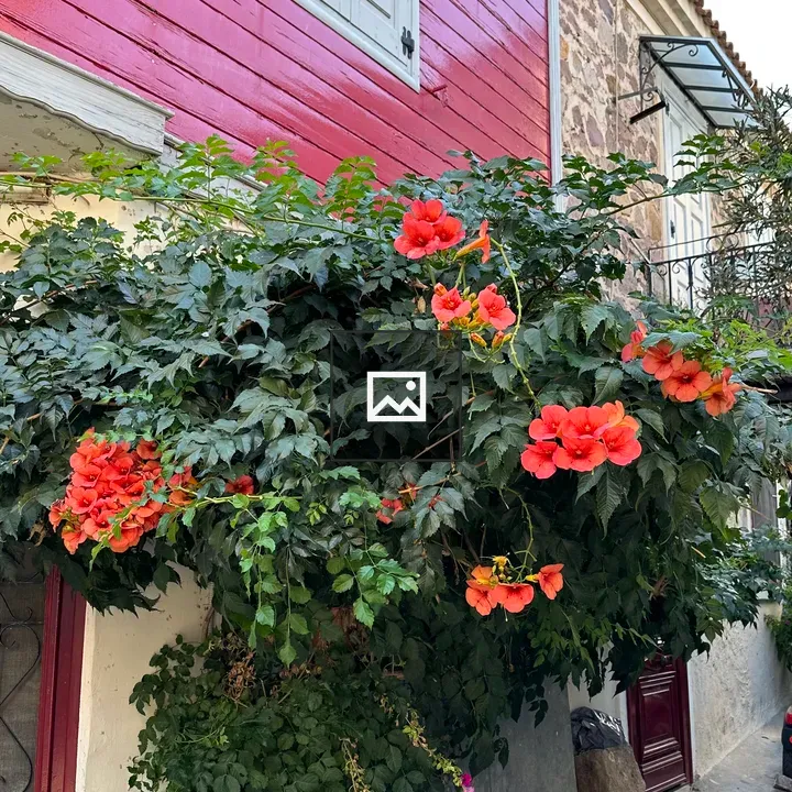 Trumpet Creeper on House Wall