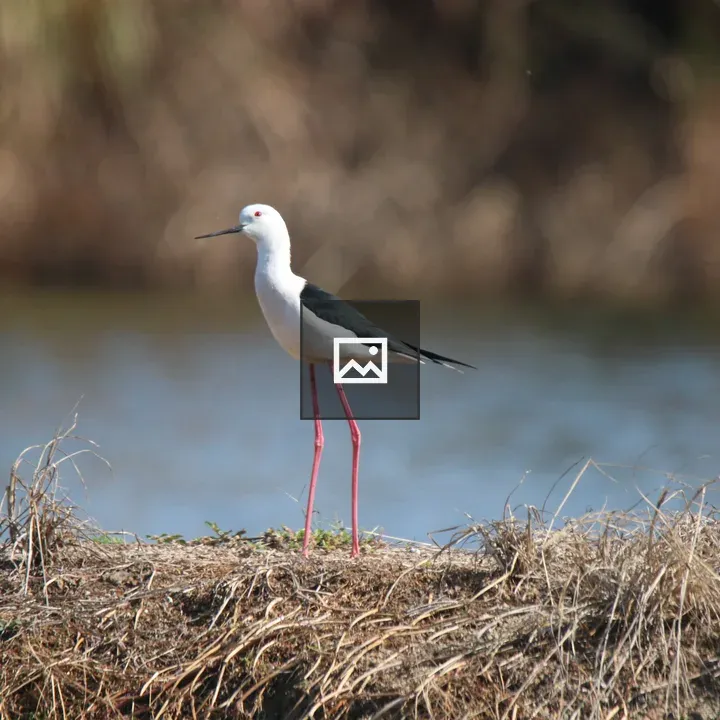 Black-necked Stilt on grassy bank