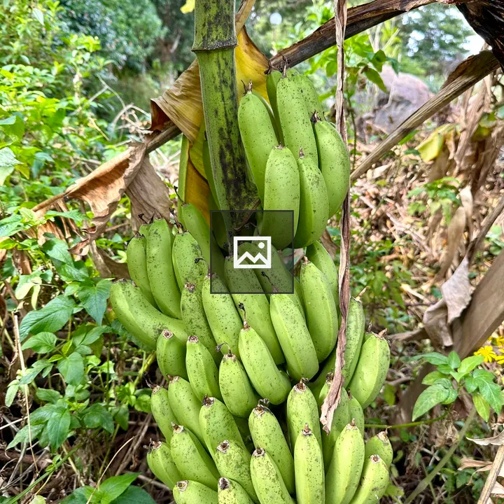 Banana Cluster Hanging from Tree