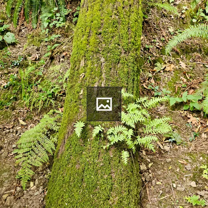 Moss-covered tree trunk in forest