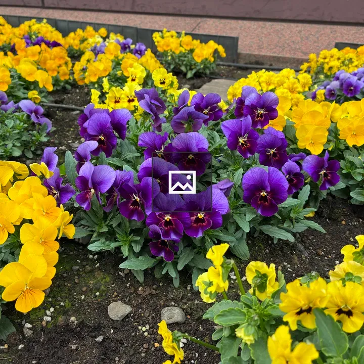 Purple and Yellow Pansy Bed