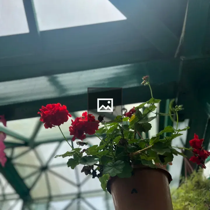 Rose in a pot