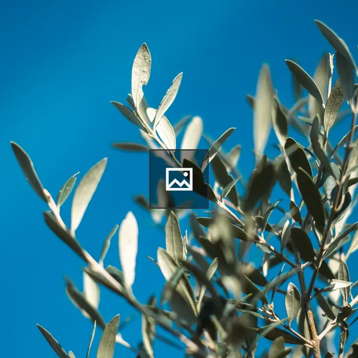 Branches of an Olive Tree