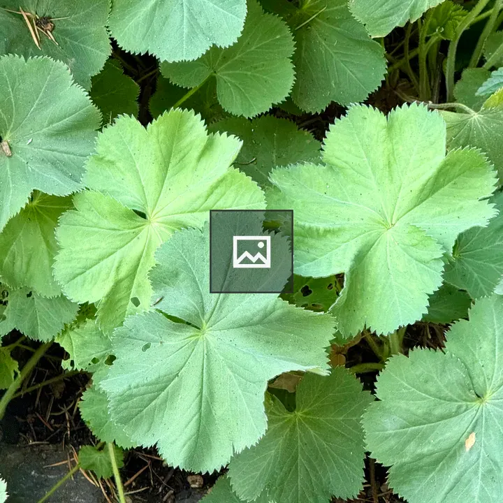 Lady’s mantle leaves