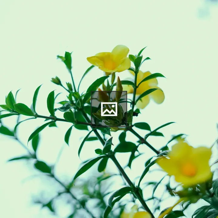 Yellow Sage Rose Flowers