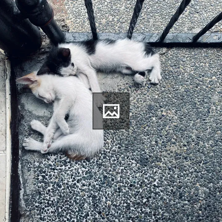 Two kittens sleeping side by side