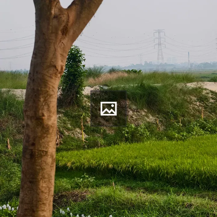 Tree Trunk with Rice Field in Background