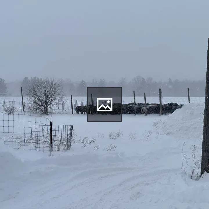 Cows in Snowy Field
