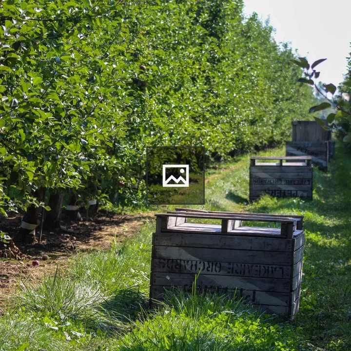 Apple crates in an orchard