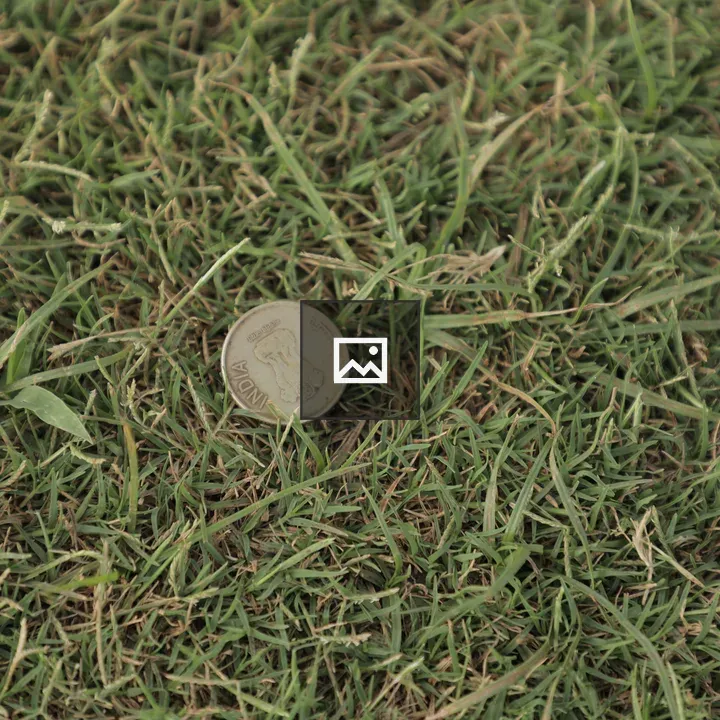 Coin on Grass Patch