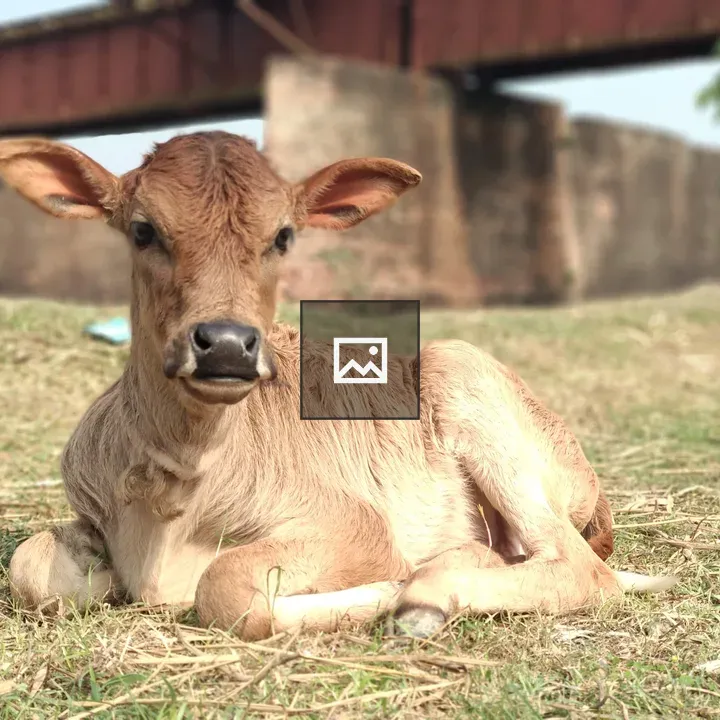 Calf by Bridge Scene
