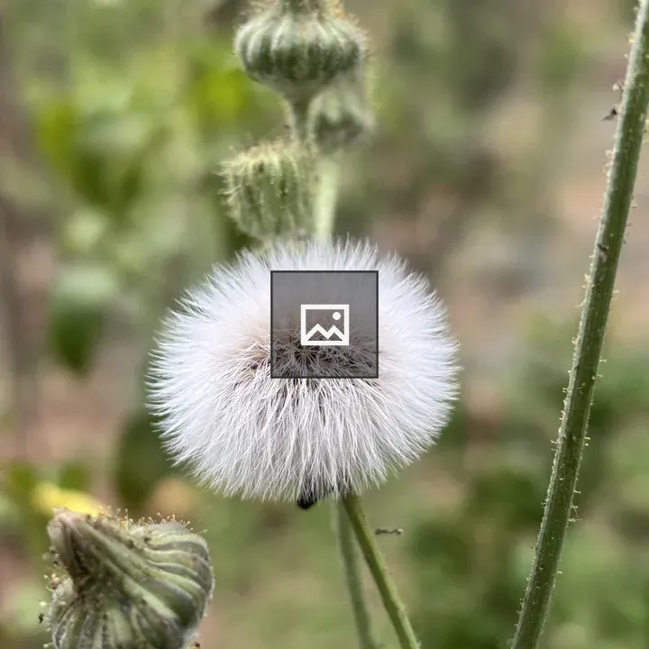 Fluffy white seed head