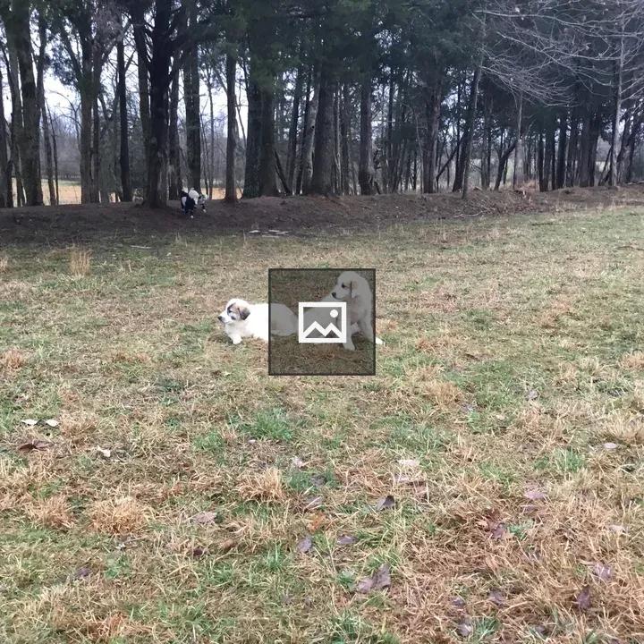 Anatolian Shepherd Puppies