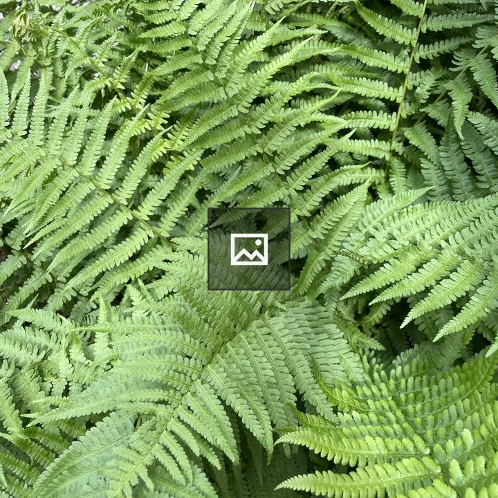 Fern Leaves Portrait