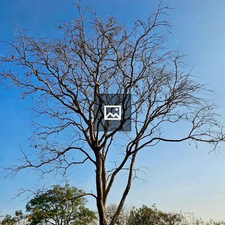 Leafless tree against blue sky