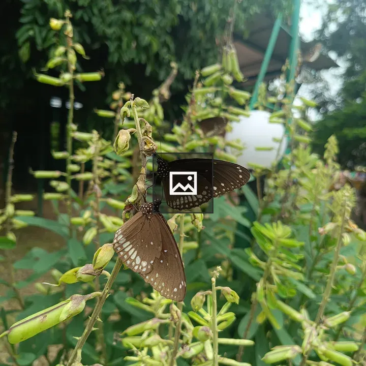 Two butterflies on green stems