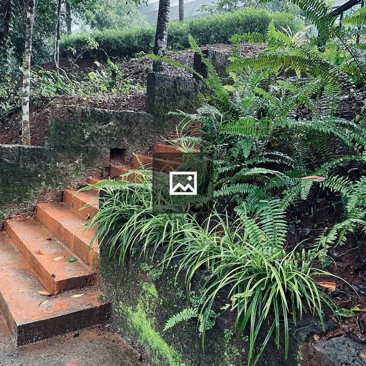 Stairway in a forest grove