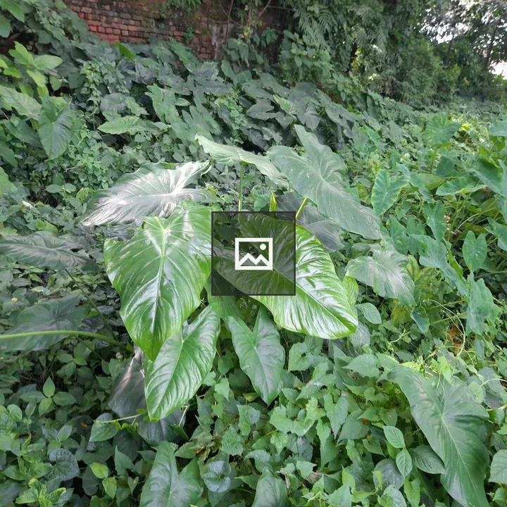 Dense green foliage with glossy leaves