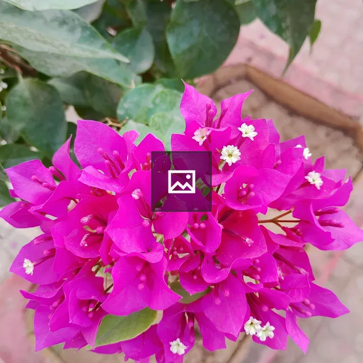 Bright pink bougainvillea flowers