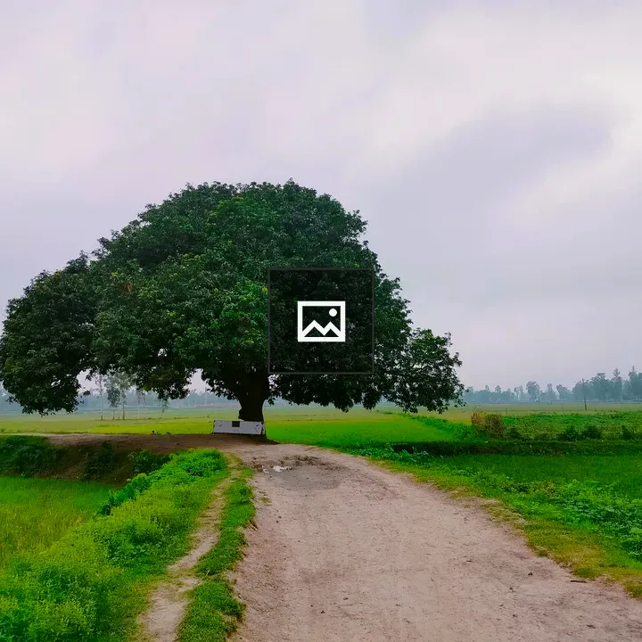 Big Mango Tree on Village Road