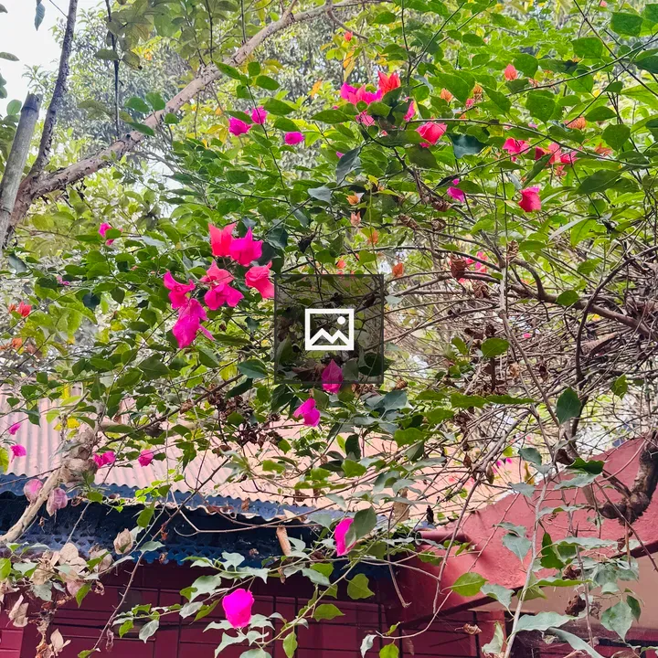 Bougainvillea on a Red Building