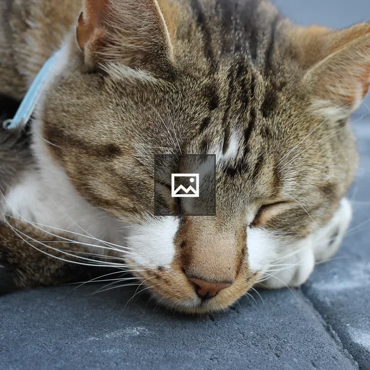 Cat sleeping on concrete tiles