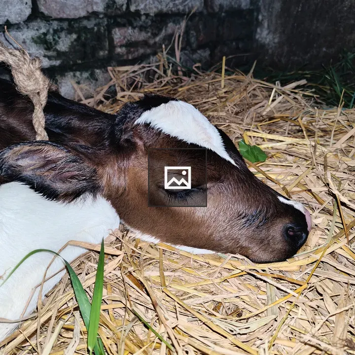 Calf Sleeping on Straw