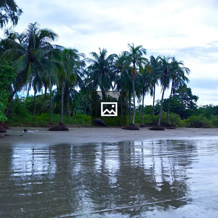Palm Trees by the Beach