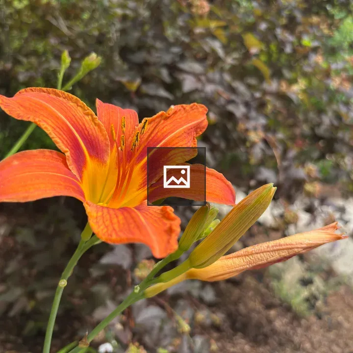 Orange Lily Close-up