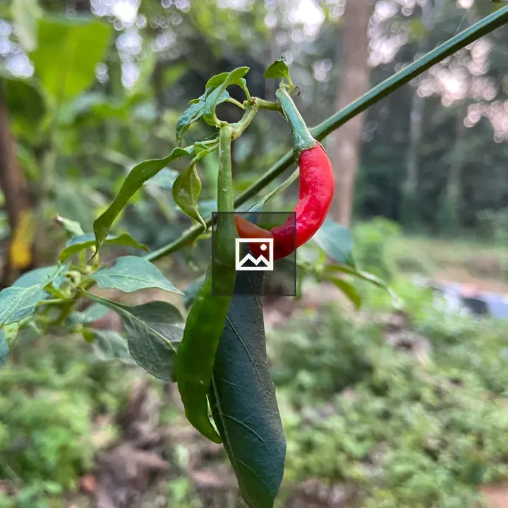 Green and Red Chillies Hanging