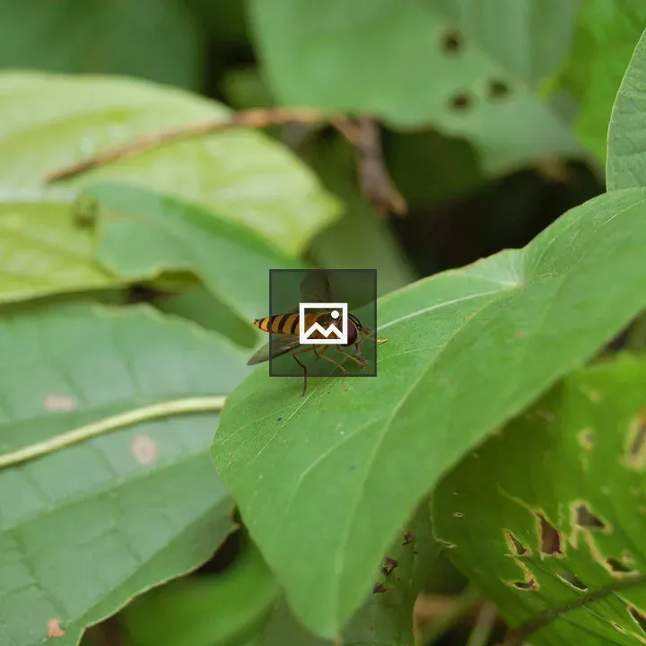 Flying insects on green leaves