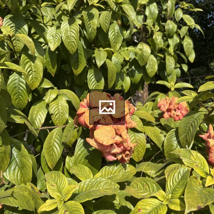 Close-up Green Plant with Orange and Pink Flowers